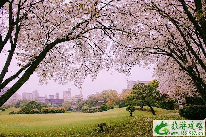 日本樱花几月开 2022日本樱花开放时间及赏樱地点介绍 日本樱花几月开 2022日本樱花开放时间及赏樱地点介绍