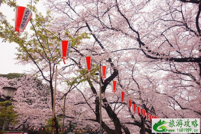 日本樱花几月开 2022日本樱花开放时间及赏樱地点介绍 日本樱花几月开 2022日本樱花开放时间及赏樱地点介绍