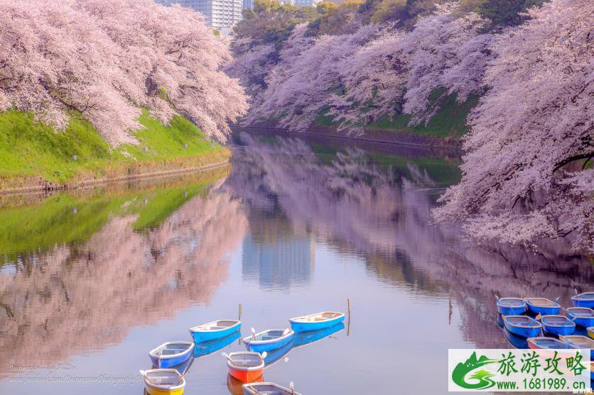 日本樱花几月开 2022日本樱花开放时间及赏樱地点介绍 日本樱花几月开 2022日本樱花开放时间及赏樱地点介绍