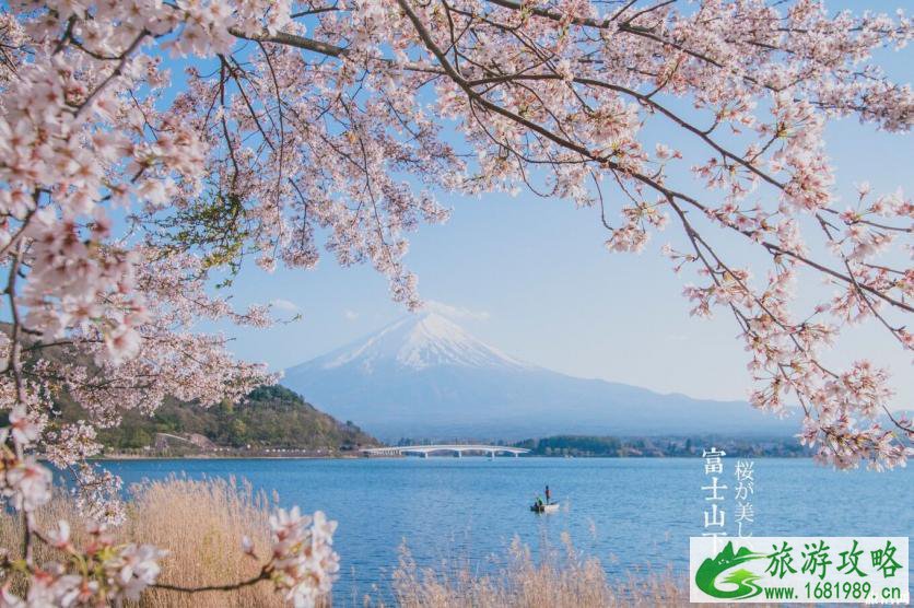 日本樱花几月开 2022日本樱花开放时间及赏樱地点介绍 日本樱花几月开 2022日本樱花开放时间及赏樱地点介绍