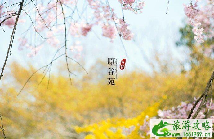 日本樱花几月开 2022日本樱花开放时间及赏樱地点介绍 日本樱花几月开 2022日本樱花开放时间及赏樱地点介绍