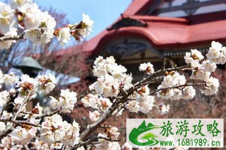 2022北海道樱花开放时间和赏樱地点介绍
