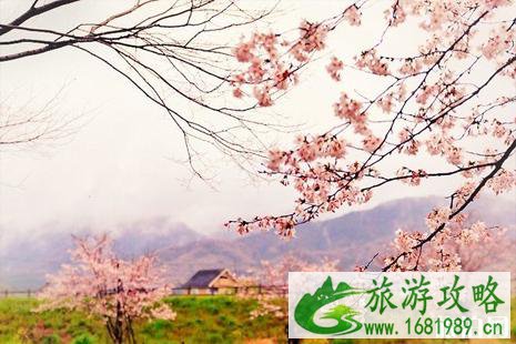 2022日本樱花最佳观赏时间 日本哪里樱花好看