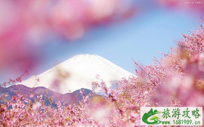 2022日本樱花最佳观赏时间 日本哪里樱花好看
