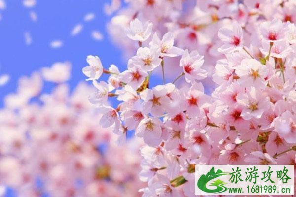 广州观赏樱花的地方在哪里 附最佳观赏点