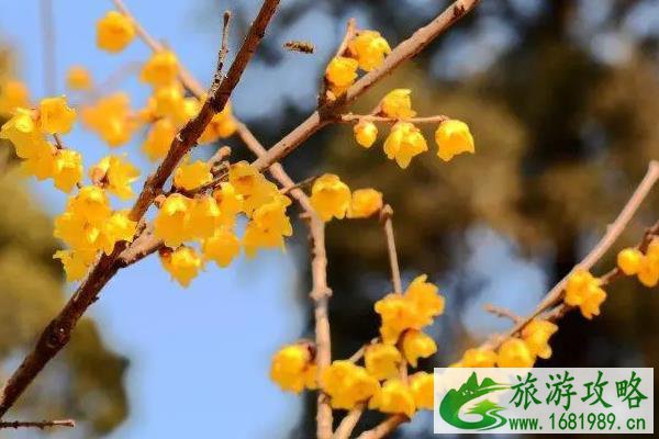 北京看腊梅最美的地方