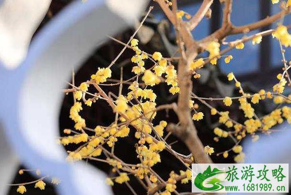 北京看腊梅最美的地方
