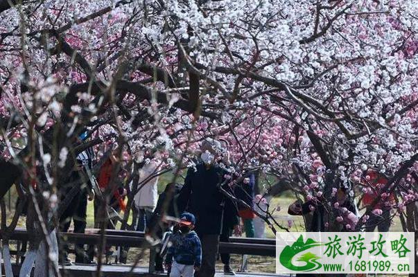 北京腊梅最多的地方是哪里
