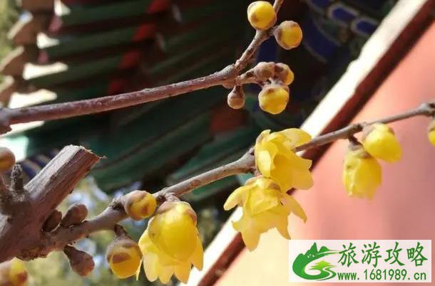 北京植物园梅花开了吗2022