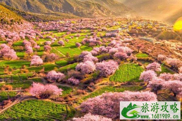 2022林芝桃花节是什么时间 林芝桃花节路线攻略 2022林芝桃花节是什么时间 林芝桃花节路线攻略