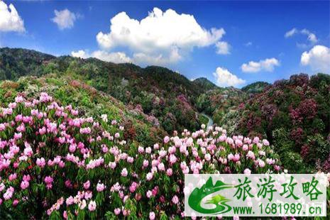 百里杜鹃国家森林公园门票多少钱 百里杜鹃国家森林公园门票多少钱