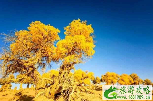 大漠胡杨林景区介绍 大漠胡杨林景区介绍