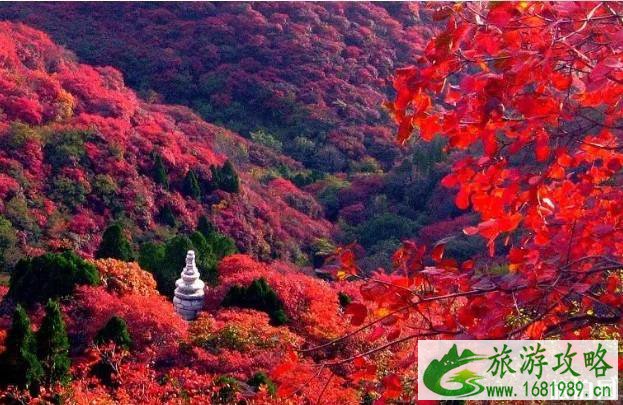 大漠胡杨林景区介绍 大漠胡杨林景区介绍