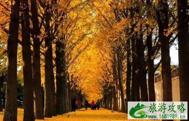 大漠胡杨林景区介绍 大漠胡杨林景区介绍
