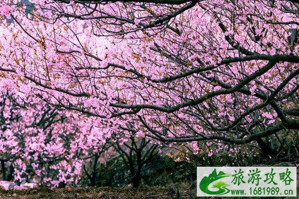 北京春季旅游最佳去处 赏花景点推荐 北京春季旅游最佳去处 赏花景点推荐