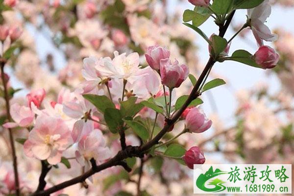 北京春季旅游最佳去处 赏花景点推荐 北京春季旅游最佳去处 赏花景点推荐