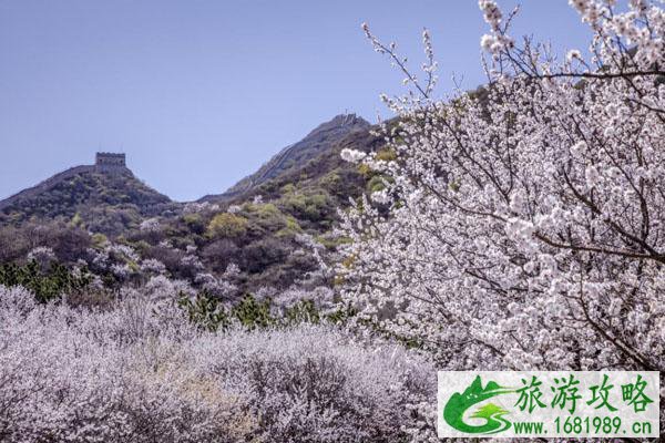 北京春季旅游最佳去处 赏花景点推荐 北京春季旅游最佳去处 赏花景点推荐