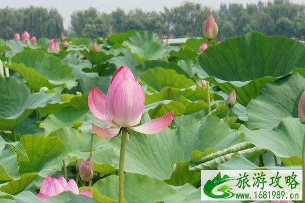 白洋淀景区有什么好玩的地方?这些景点都值得一去哦 白洋淀景区有什么好玩的地方?这些景点都值得一去哦