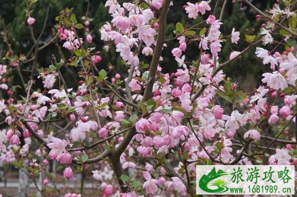 南京玄武湖梅花开了吗 最佳观赏期是什么时候