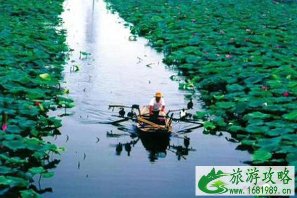 白洋淀几月份去最合适 白洋淀开放了吗2022