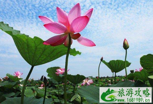 白洋淀景区收费标准多少钱合理吗 白洋淀景区收费标准多少钱合理吗