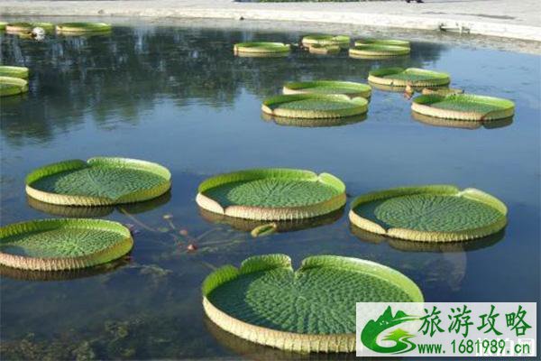 白洋淀游玩省钱玩法 白洋淀游玩省钱玩法