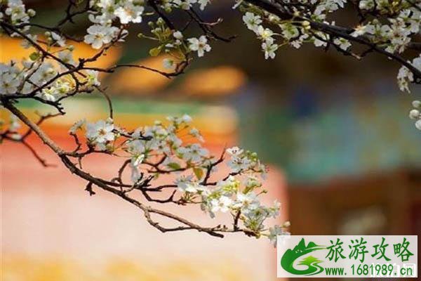 故宫承乾宫的梨花开了吗?是历史上谁住的地方? 故宫承乾宫的梨花开了吗?是历史上谁住的地方?