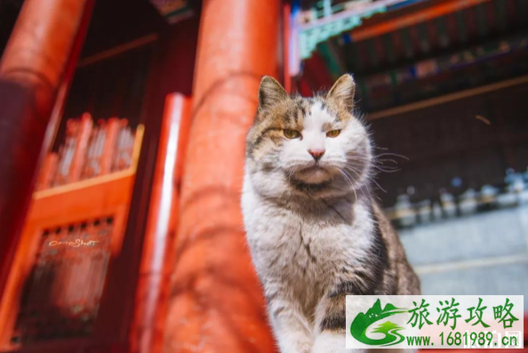 故宫的猫可以领养么 故宫的猫是什么品种 故宫的猫可以领养么 故宫的猫是什么品种
