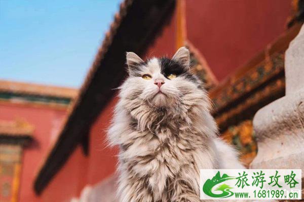 故宫的猫可以领养么 故宫的猫是什么品种 故宫的猫可以领养么 故宫的猫是什么品种