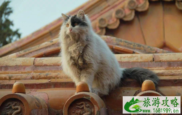 故宫的猫可以领养么 故宫的猫是什么品种 故宫的猫可以领养么 故宫的猫是什么品种