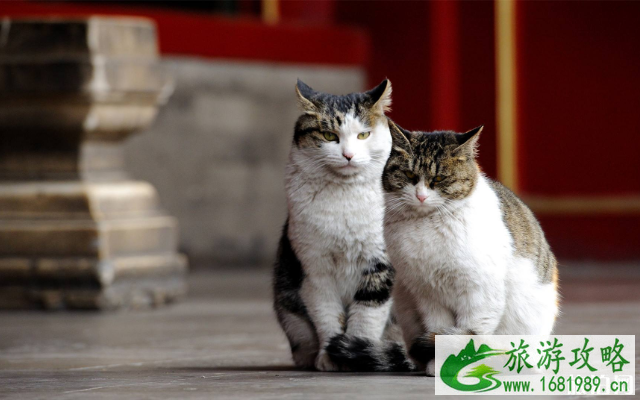 故宫的猫是哪儿来的?在哪里能找到?