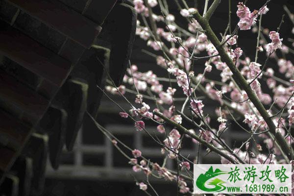苏州赏梅好去处盘点 苏州看梅花哪里比较好
