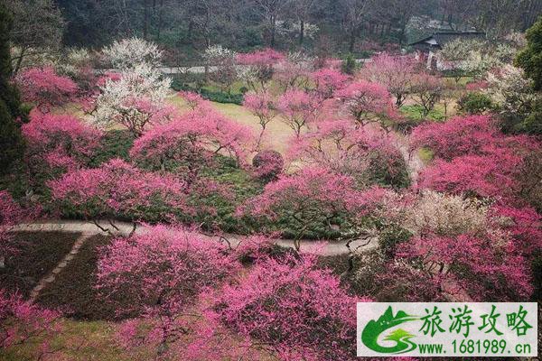 苏州赏梅好去处盘点 苏州看梅花哪里比较好