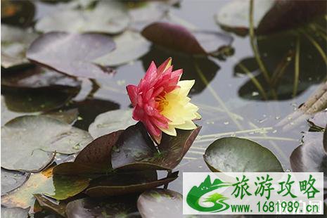 圆明园荷花开放时间 荷花节时间是几月几日举办