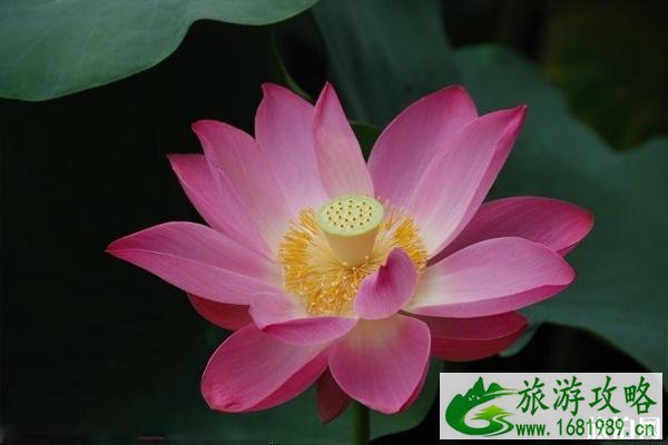 圆明园荷花节举办时间和门票价格介绍(附最佳赏荷路线和地点)