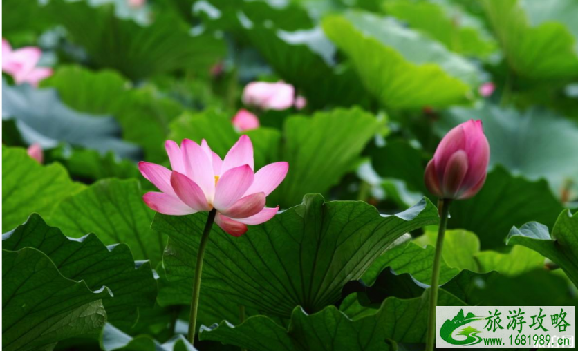 圆明园荷花节举办时间和门票价格介绍(附最佳赏荷路线和地点)