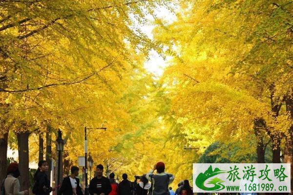 圆明园银杏大道怎么走 南门离银杏大道最近 圆明园银杏大道怎么走 南门离银杏大道最近
