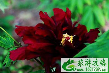 圆明园赏杜鹃花攻略 圆明园赏杜鹃花攻略