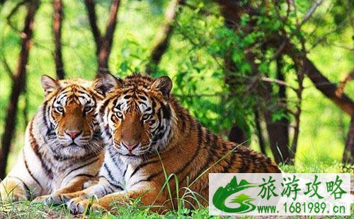 北京八达岭野生动物园门票多少钱(附优惠信息) 北京八达岭野生动物园门票多少钱(附优惠信息)