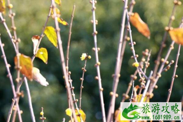 腊梅花几月份开花