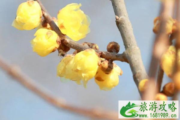 腊梅花几月份开花