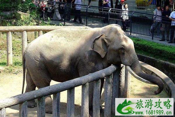 2022受疫情影响天津动物园暂停对外开放