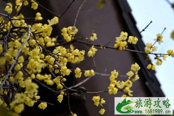 南京腊梅花观赏地 腊梅的最佳观赏地推荐 南京腊梅花观赏地 腊梅的最佳观赏地推荐