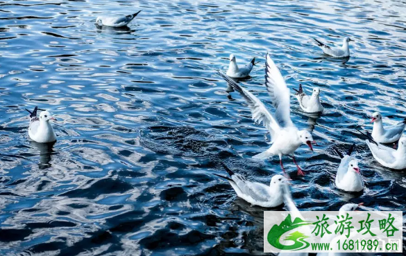 国内冬天旅游推荐地 冬天应该去哪里旅游呢