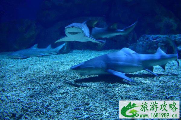 石家庄动物园极地海洋世界即将在2022年1月1日正式开放