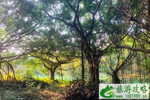 2021受疫情影响江门小鸟天堂景区暂停团队预约