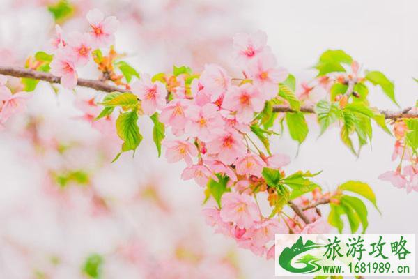 冬天去哪赏花 冬天哪里可以看樱花
