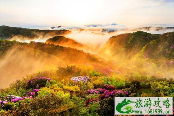金佛山有什么著名景点