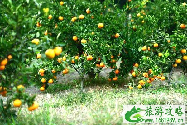 无锡橘子采摘攻略指南