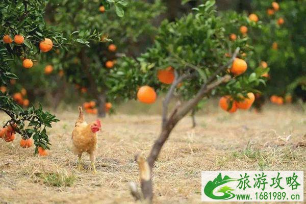 无锡橘子采摘攻略指南
